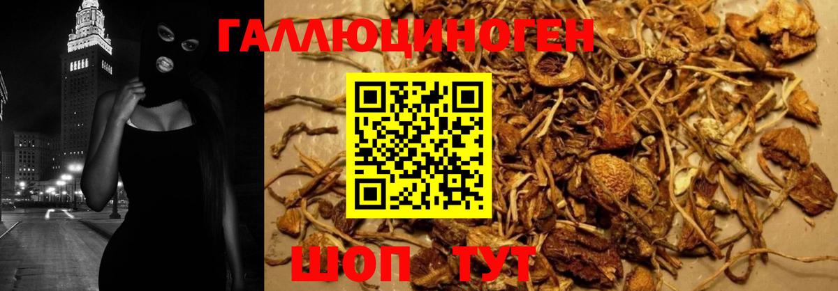 Азнакаево  Псилоцибиновые грибы GOLDEN TEACHER  Вход с VPN  Псилоцибиновые грибы Psilocybine cubensis 